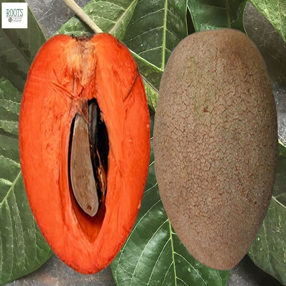 Cây Hồng Xiêm Ruột Đỏ Khổng LỒ Cây Cao 1 mét
