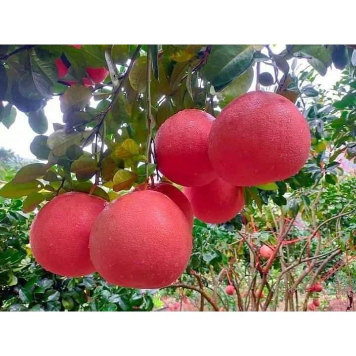 Cây giống Bưởi ruột đỏ Tiến Vua, cây giống thế hệ mới năng suất cao, chịu hạn, ít sâu bệnh