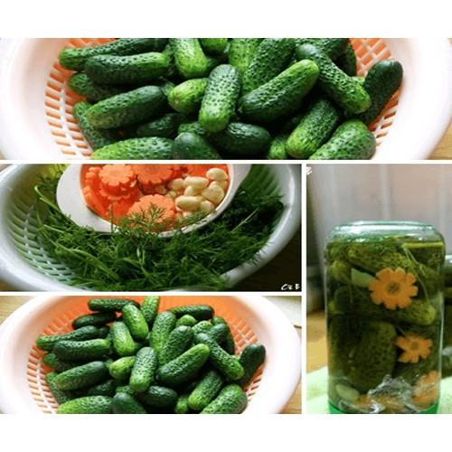 Hạt giống dưa chuột bao tử F1 - 10 hạt/gói