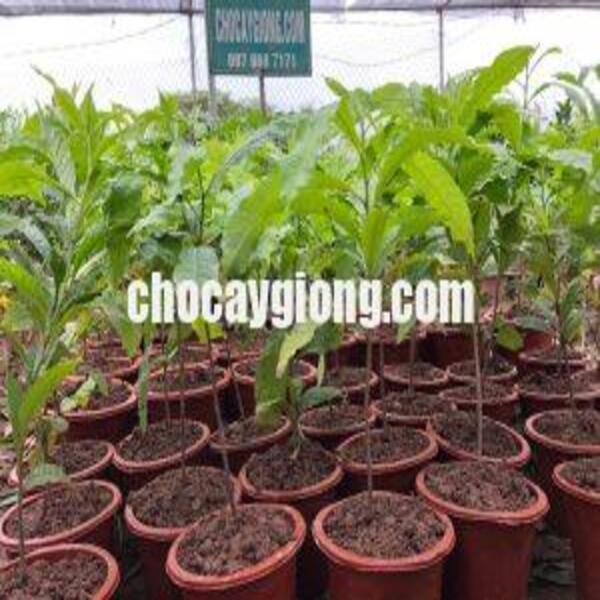 Cây vú sữa hoàng kim