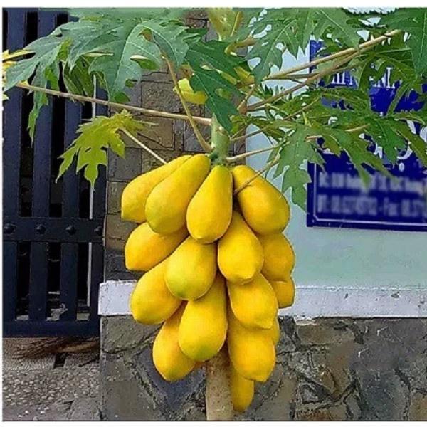 Hạt giống đu đủ lùn da vàng F1 KNS389 - Gói 5 hạt