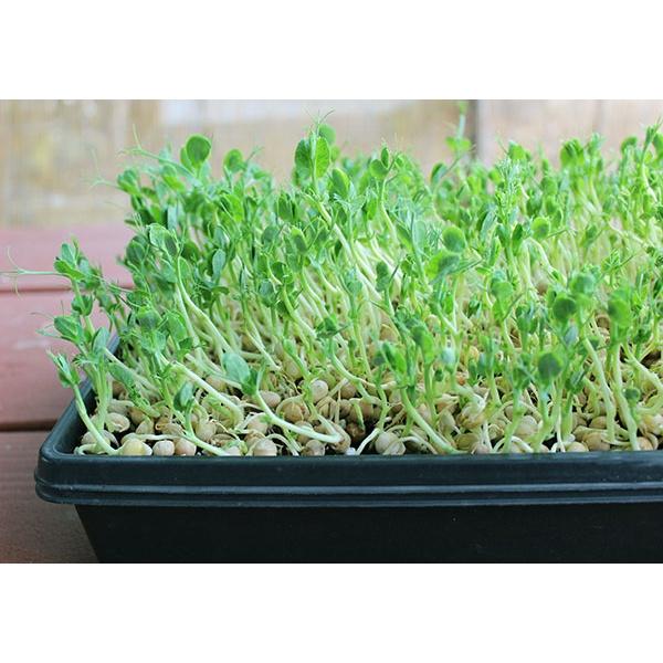 Hạt Giống Rau Mầm Đậu Hà Lan -