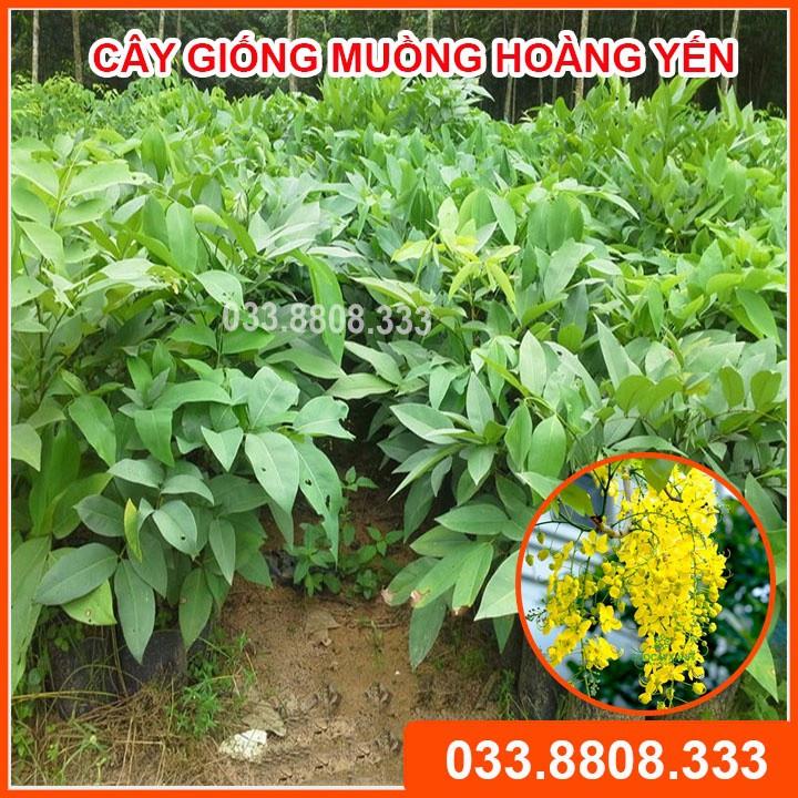 Combo 5 Cây Giống Muồng Hoàng Yến ( Cây Osaca ) - Cây hoa vàng đẹp rực rỡ