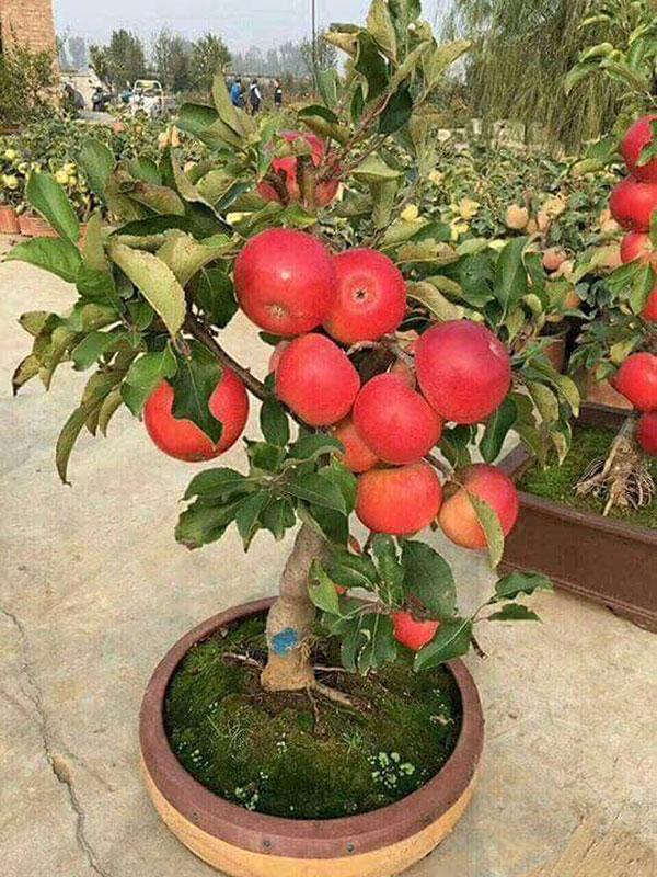 Cây giống táo đỏ lùn nhập khẩu nguyên bầu