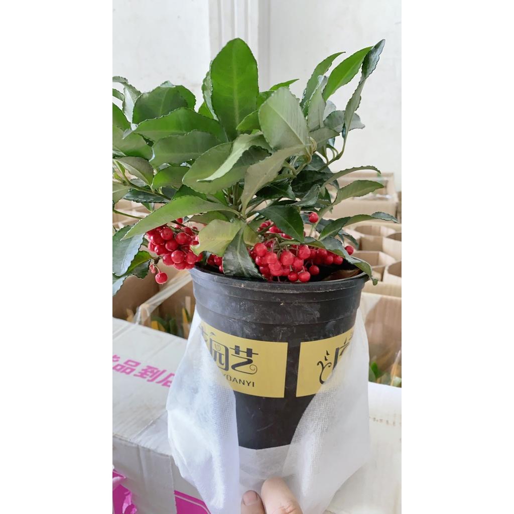 Kim Ngân Lượng Mẫu Để Bàn