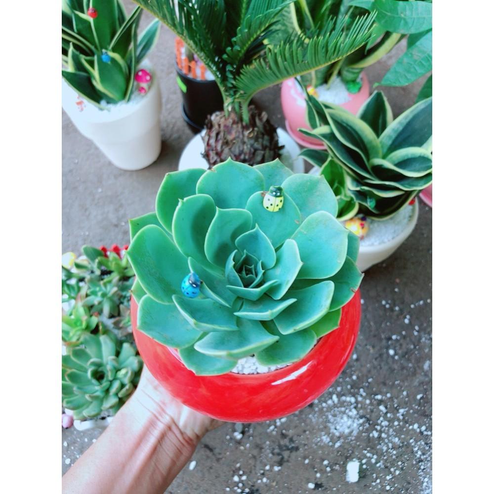 Chậu sen đá xanh đất