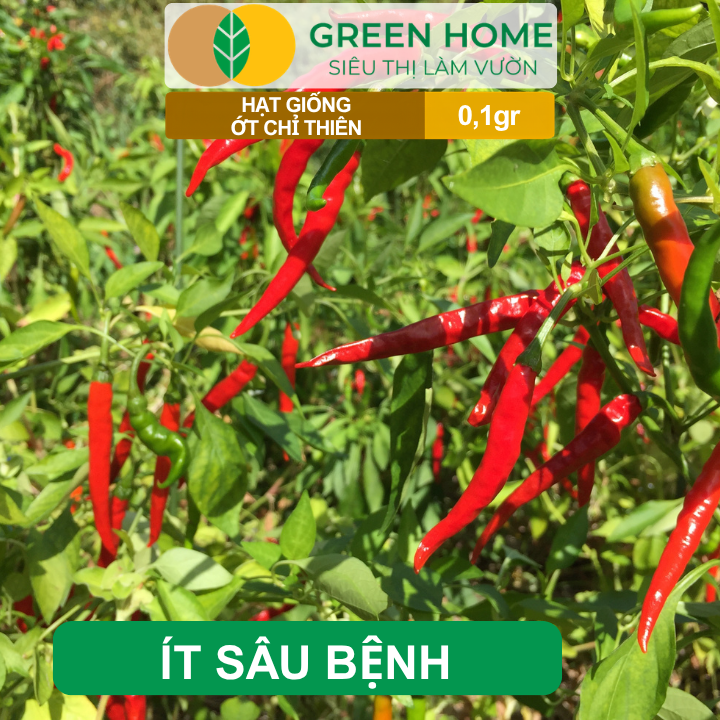 Hạt Giống Ớt Chỉ Thiên GreenHome, Gói 0,1g, Sai Trái, Dễ Trồng, Nảy Mầm Cao, Thu Hoạch G10
