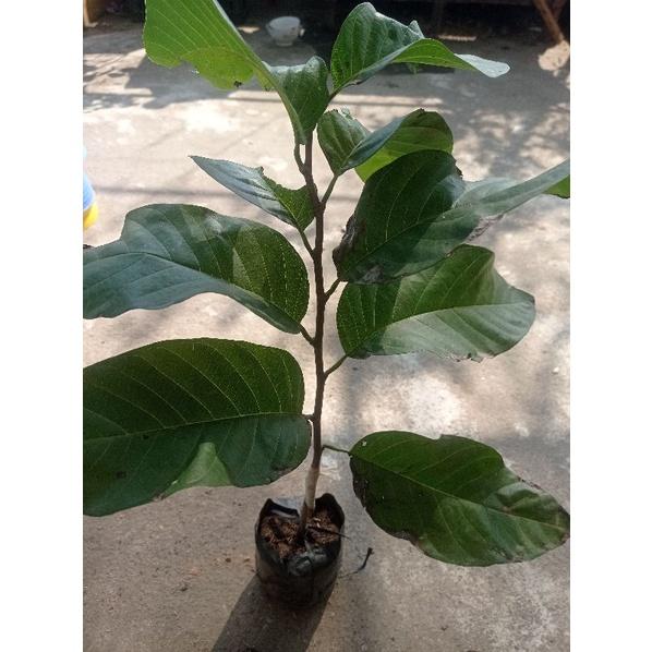 Cây Na thái quả to, cùi dày, siêu ngọt, ít hạt