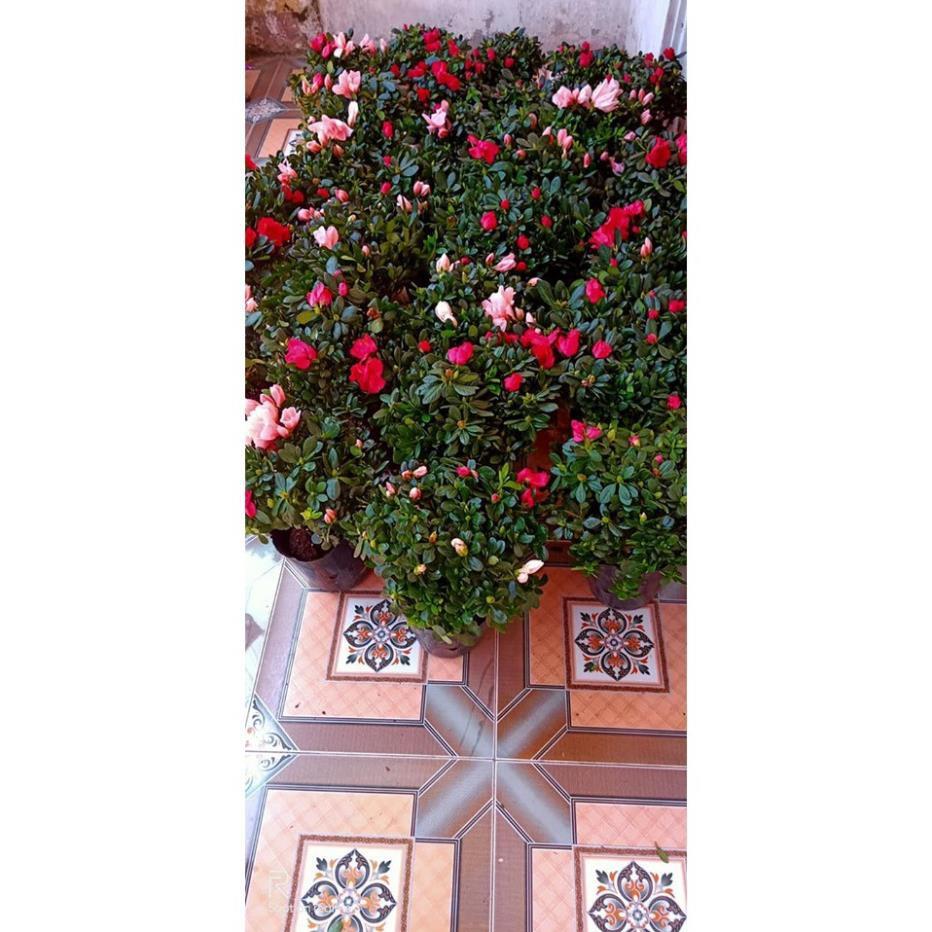 Sản phẩm CÂY HOA ĐỖ QUYÊN 1 cốt hoa to rực rỡ, để bàn quá đẹp luôn ạ