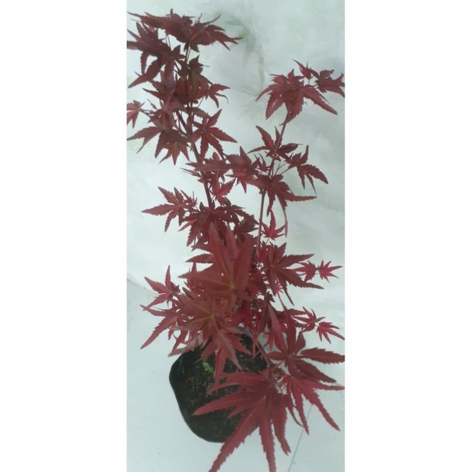 Cây phong lá đỏ