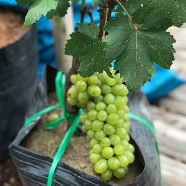 Cây giống Nho Lùn Pháp