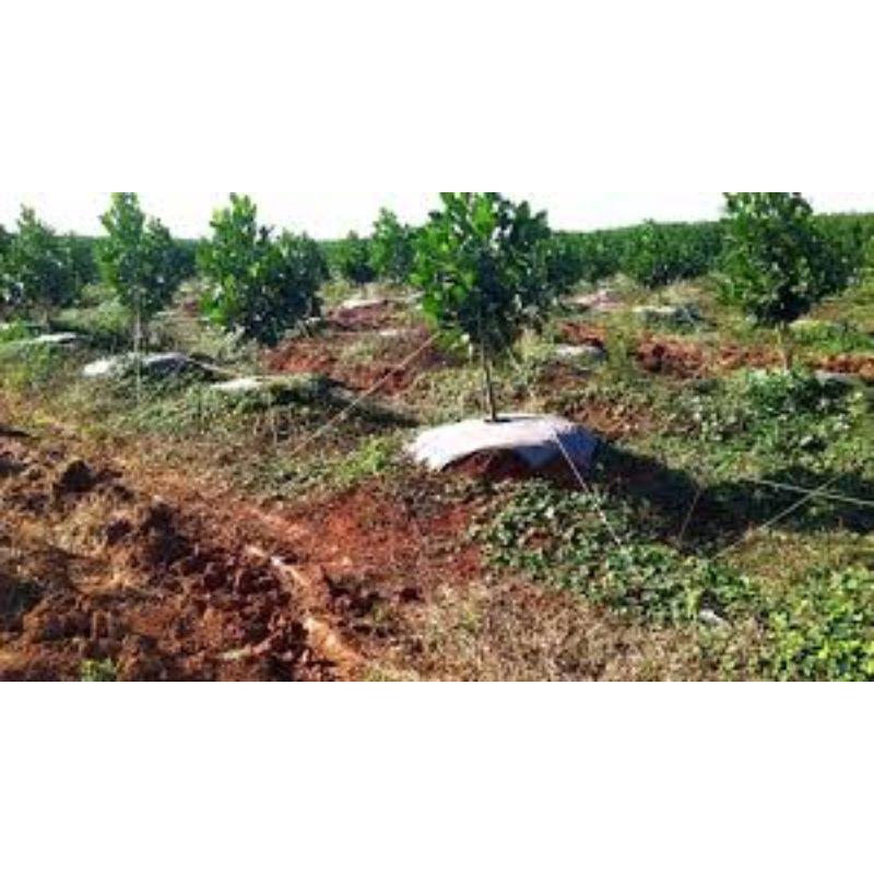 Dây cột, chằng chống đổ ngã cho cây mít thái, sầu riêng, cao su