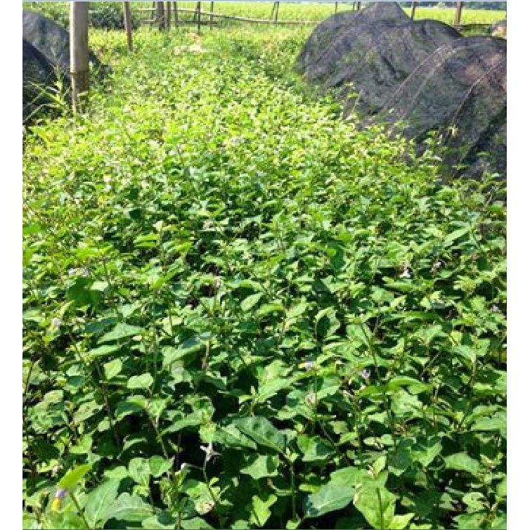 Hạt giống cà gai leo 50 hạt/gói