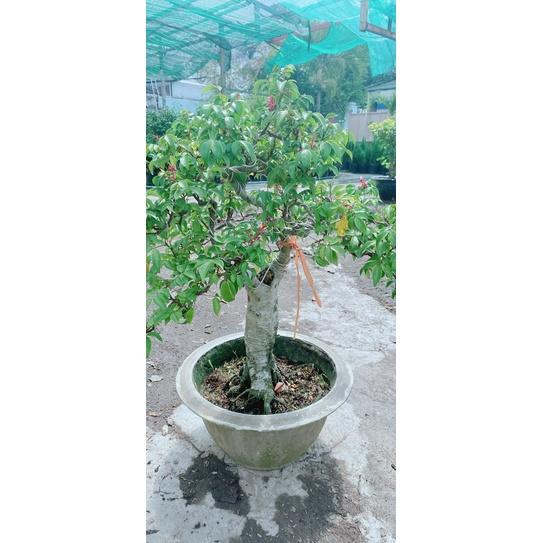 Chậu Khế Bonsai Lớn
