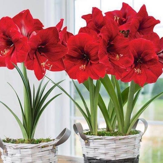 1 Củ  hoa huệ tây hoa đỏ nhung