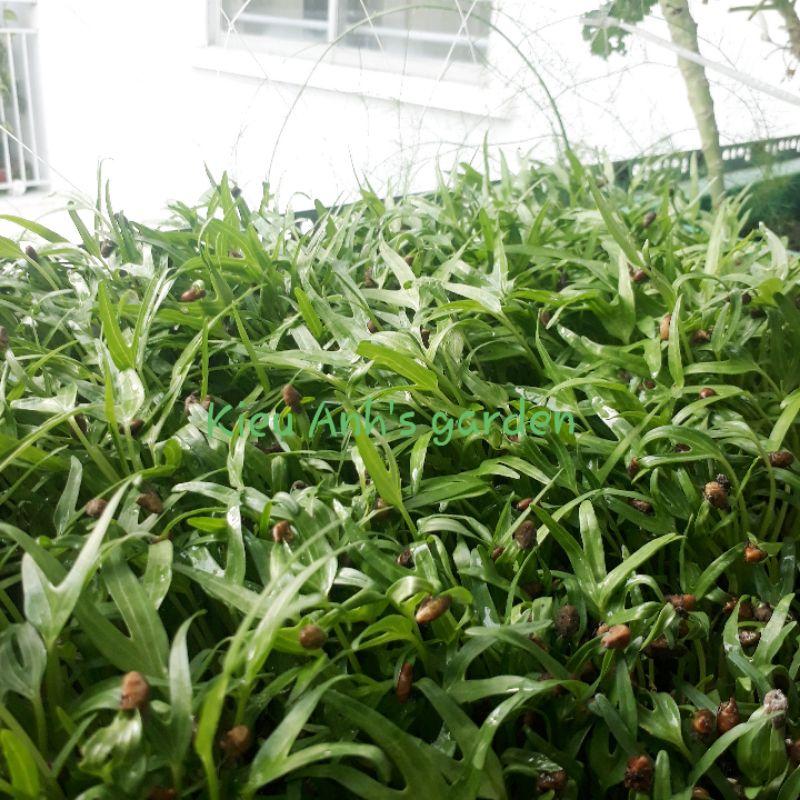 Hạt giống Rau Mầm Rau Muống, đóng gói 50-100gr