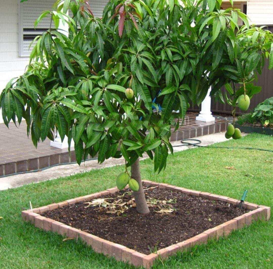 XOÀI CÁT HÒA LỘC TRỒNG CHẬU