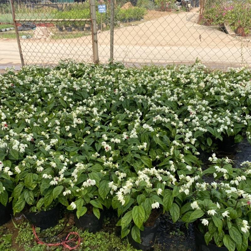 Cây ngọc nữ trồng trong bịch đen thích hợp trang trí ban công sân vườn (Ảnh Thật