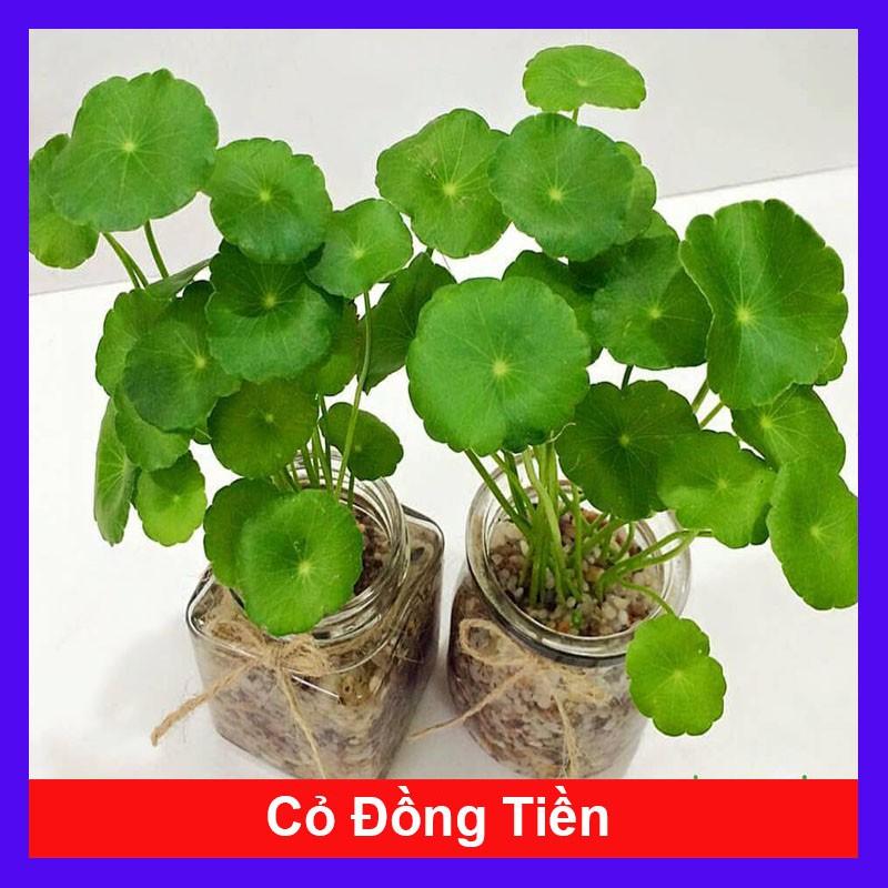 Cỏ Đồng Tiền (Rau má Nhật) - Cây cảnh để bàn