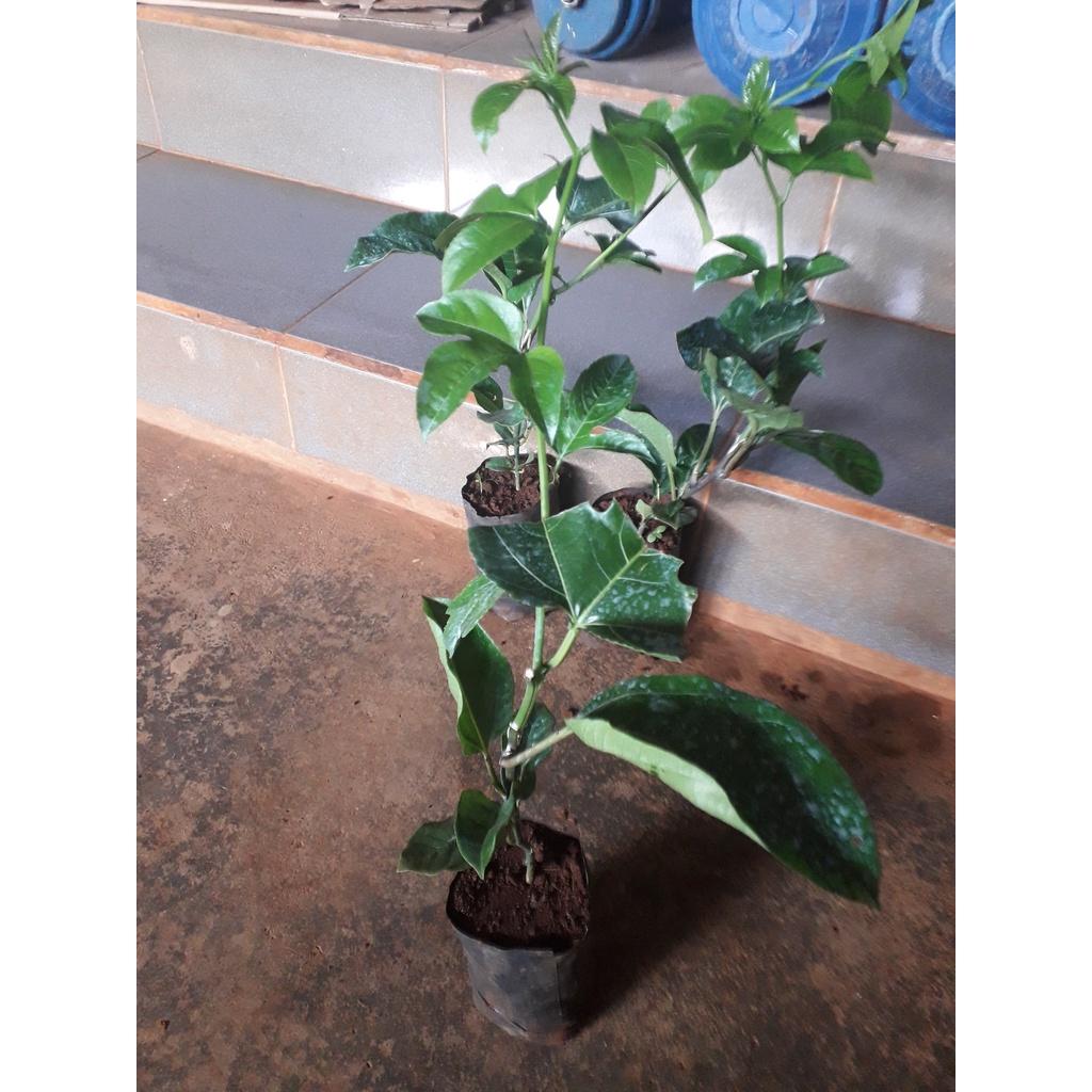 Combo 3 CÂY Chanh Leo tím