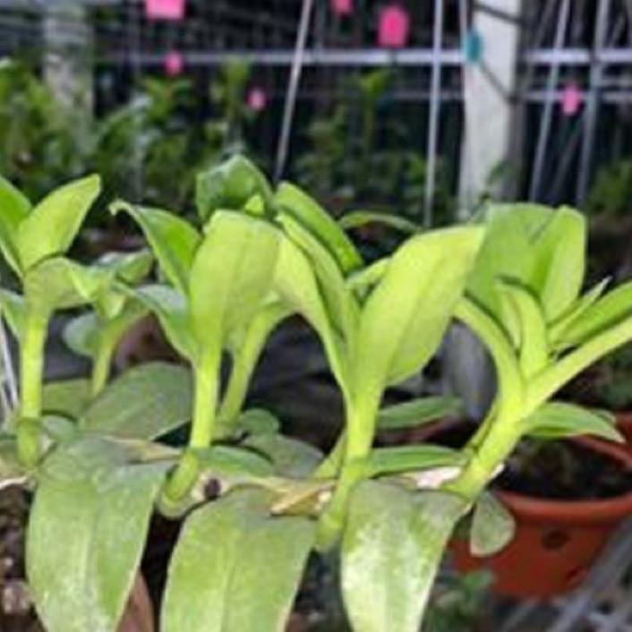 Hoa lan phi điệp tím bắc cạn