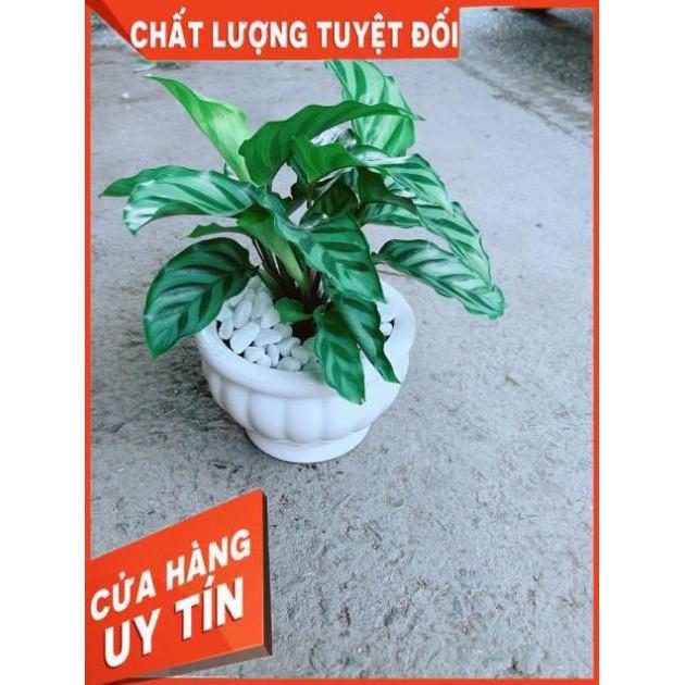 Chậu Đuôi Công Xanh