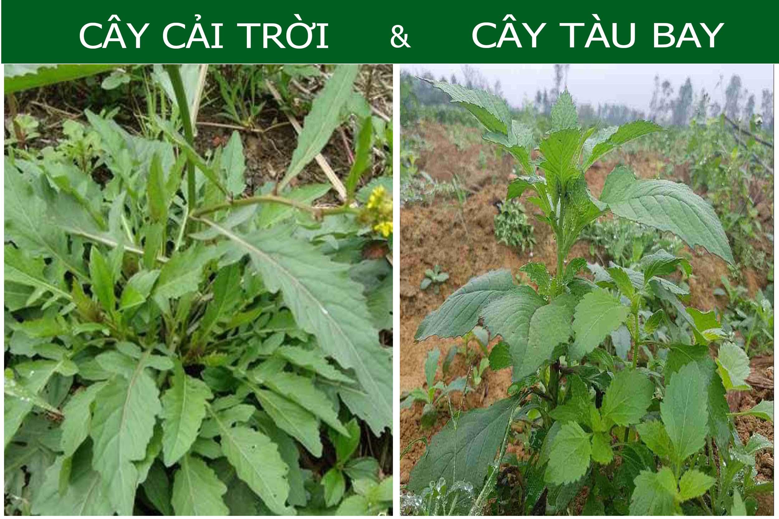 Cây cải trời - Khô 1kg