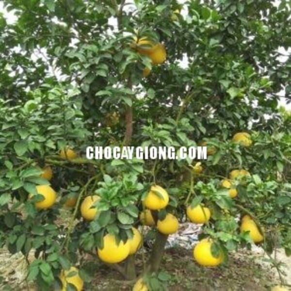 Cây bưởi hương thái lan