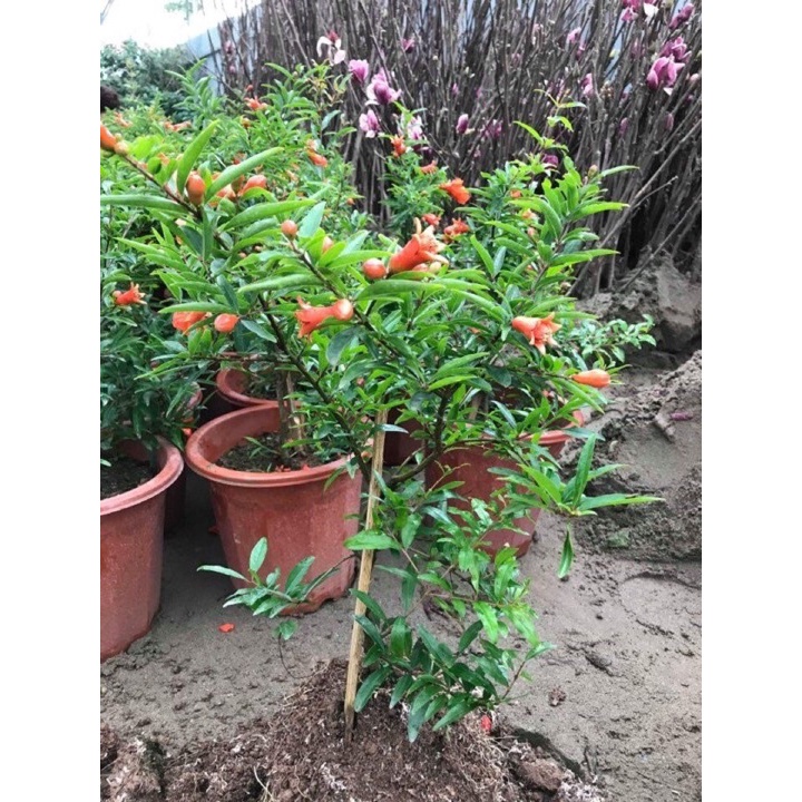 Cây giống lựu đỏ Ấn Độ, giống cây nhập khẩu chất lượng năng suất cao