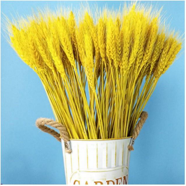 Bó bông lúa mạch khô 100 nhánh 1 bó
