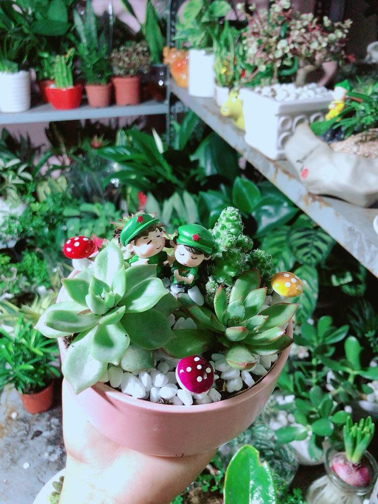 Chậu Cây Sen Đá Xương Rồng Tiểu Cảnh