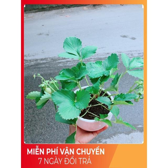 Chậu Dâu Tây