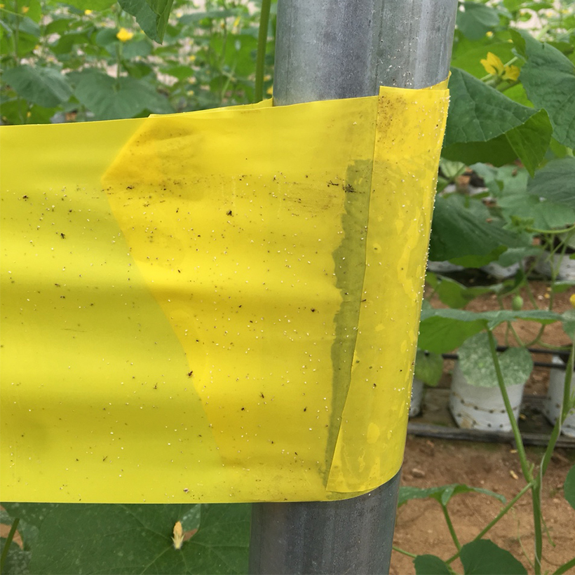 Bẫy Bọ Phấn Trắng gây hại dưa lưới đạt hiệu quả 90% và bẫy côn trùng khác bằng Cuộn Keo Dính Màu Vàng Israel (Combo 20 mét). Sticky Yellow Roll dùng trong ngành nông nghiệp sạch, hạn chế thuốc Bảo Vệ Thực Vật