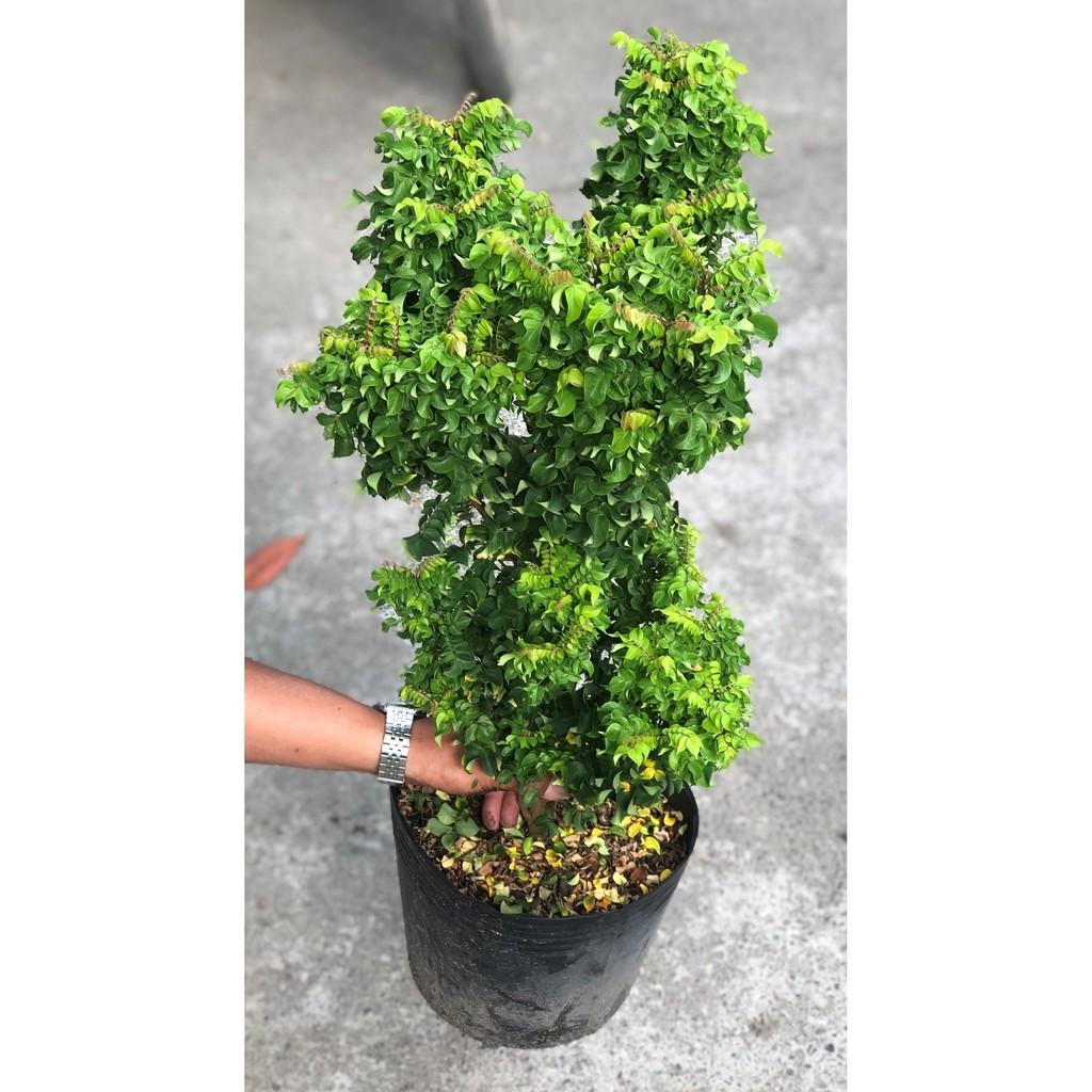 Cây khế Nhật cao 70 - 90 cm