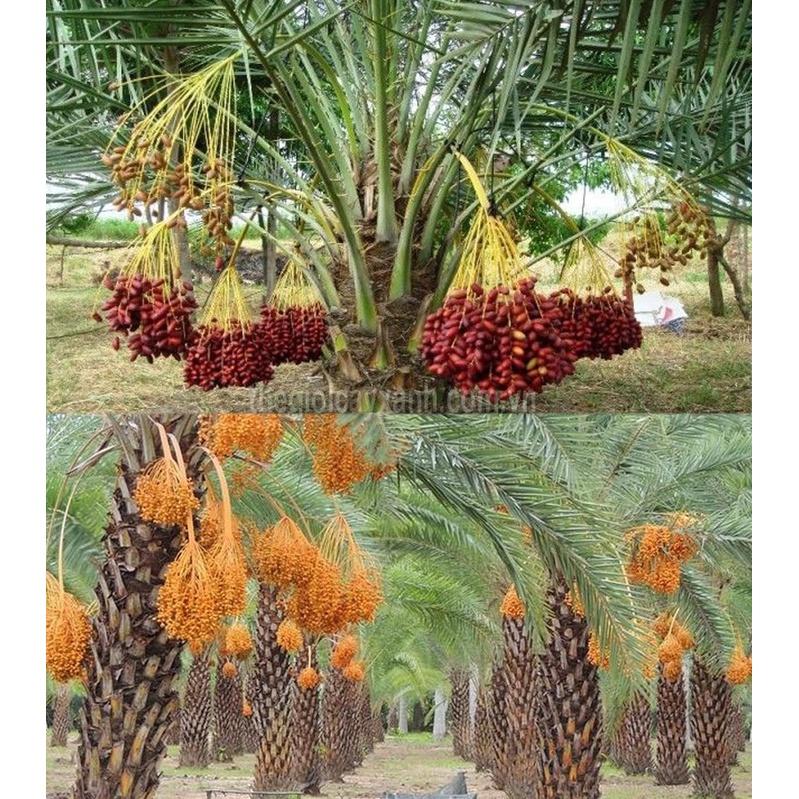 CÂY GIỐNG CHÀ LÀ LÙN TRUNG ĐÔNG NHẬP KHẨU