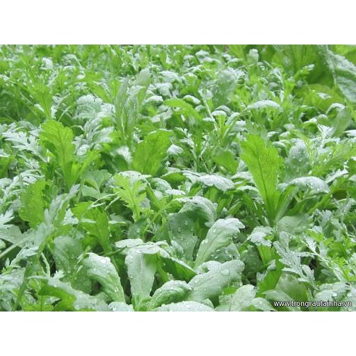 Hạt Giống Rau Cải Cúc Nếp, Tần Ô Lá Tròn 20Gr - Phú Nông Seeds
