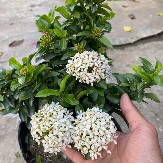 Hoa mẫu đơn trắng, đơn ta, hoa rất thơm, cây lớn đang nụ hoặc sắp nụ