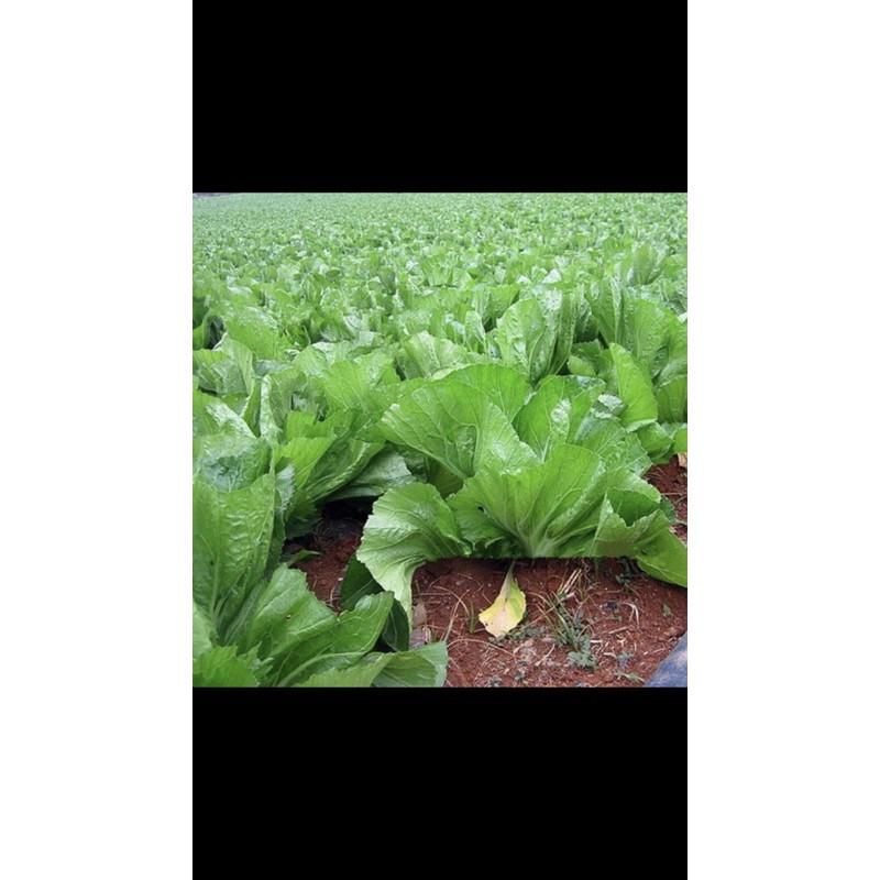 Hạt giống rau Cải Bẹ Muối Dưa