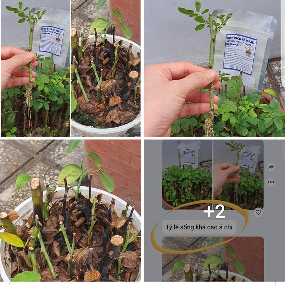 Tự Giâm Chiết Hoa Hồng tại nhà bằng Bột Kích rễ có trị nấm bệnh nhập khẩu Israel dành cho cây thân gỗ hiệu quả và sát khuẩn vết cắt