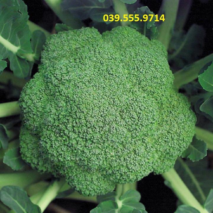 Hạt giống Súp lơ xanh F1 -1gam