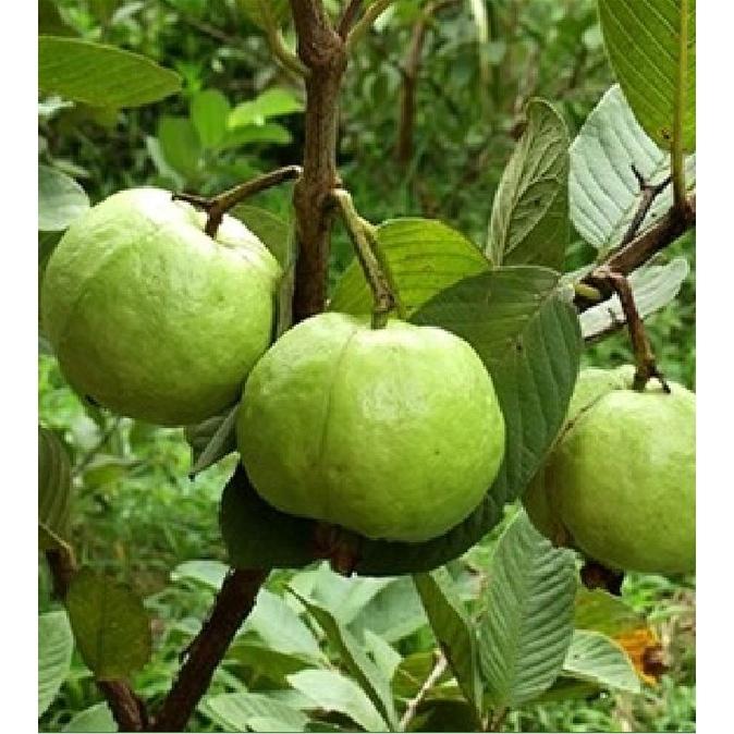 Hạt giống cây ổi xá lị ruột đỏ Đài Loan-Gói 15 hạt/tặng kèm gói phân bón lót