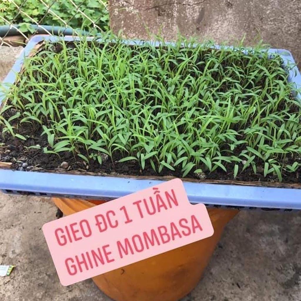 500g Hạt giống cỏ mobasa ghine cỏ sả lá lớn giàu dinh dưỡng, năng suất cao dùng cho chăn nuôi - hạt giống lo