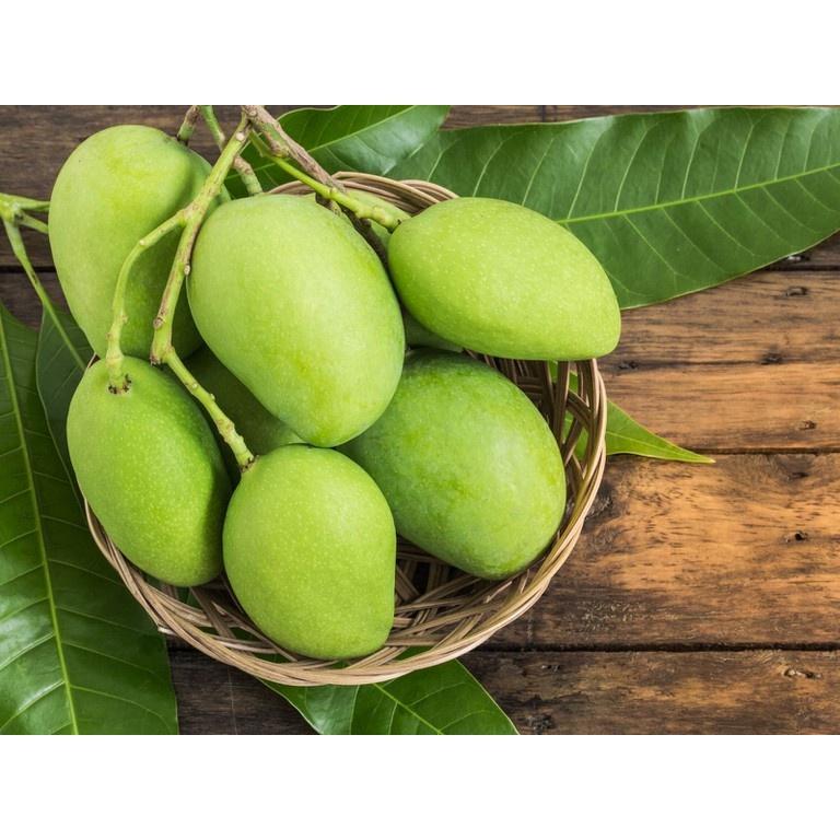 CÂY GIỐNG XOÀI TÀI LỘC