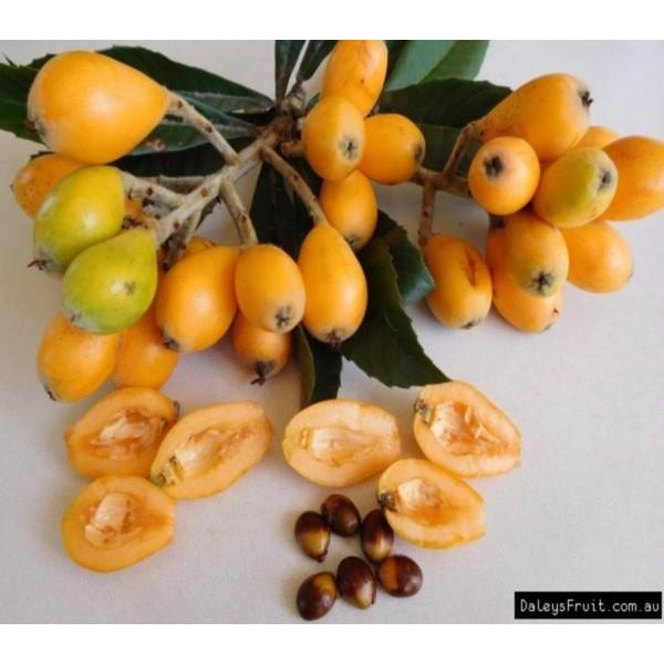 Cây Biwa giống năng suất cao