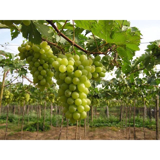 Cây Giống Nho Tím Pháp
