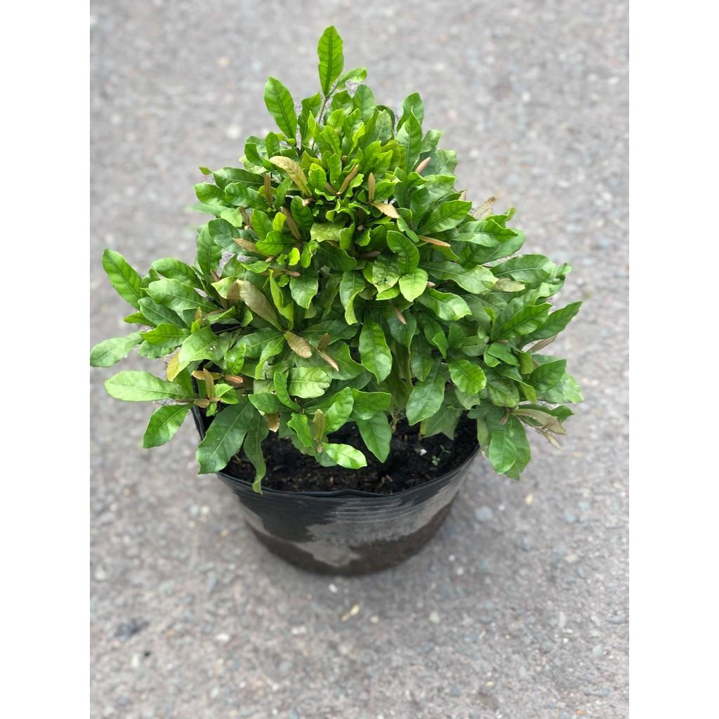 Cây Thần Ký gốc to tán rộng cao 60 - 70 cm đã cho trái