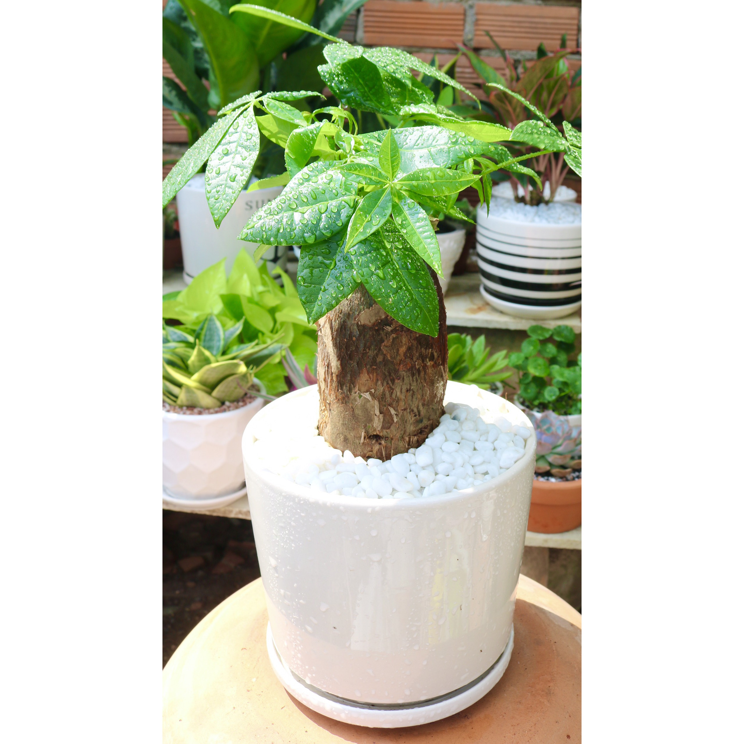 Chậu sứ cây kim ngân 1 thân tặng kèm đá trang trí