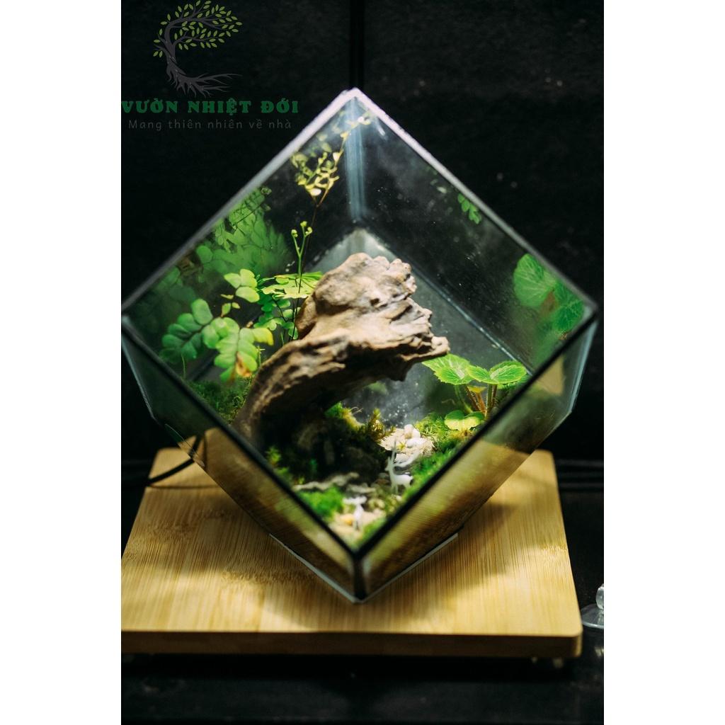 Bể Terrarium Đa Giác Setup Bán Cạn Để Bàn Làm Việc