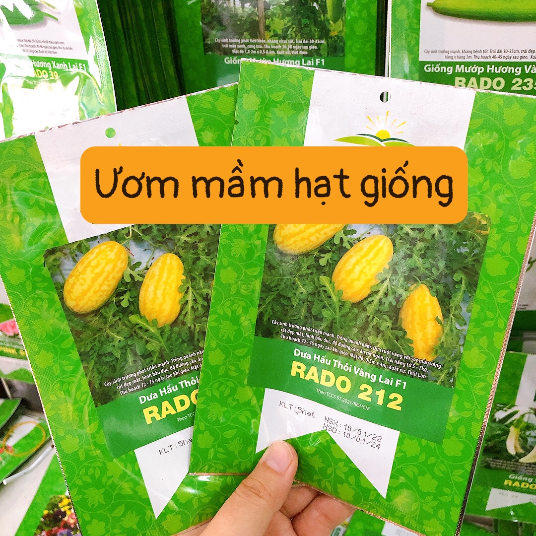 Hạt giống Dưa Hấu Thỏi Vàng Lai f1