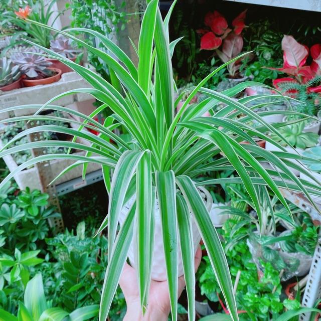 Chậu Cây Lan Chi